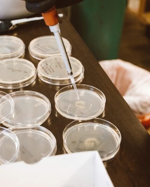 Pipetting into petri dishes under warm bench light